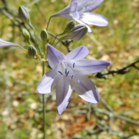 An Ithuriel's spear, photo by Sarah Angulo