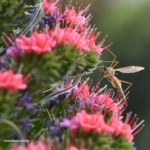 A common crane fly, Tipula oleracea, on a tower of jewels, Echium wildpretii. (Photo by Kathy Keatley Garvey)