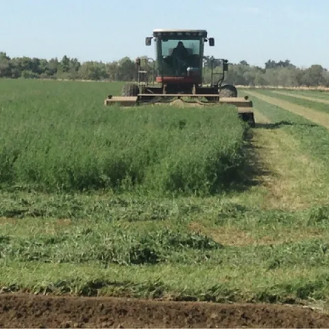 Harvesting organic alfalfa hay in Yolo County.