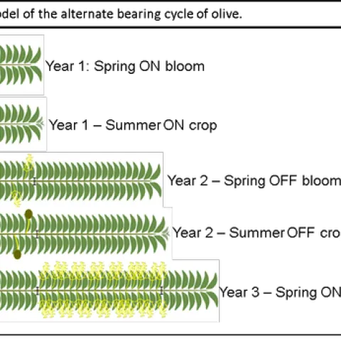 olive fertilization 1