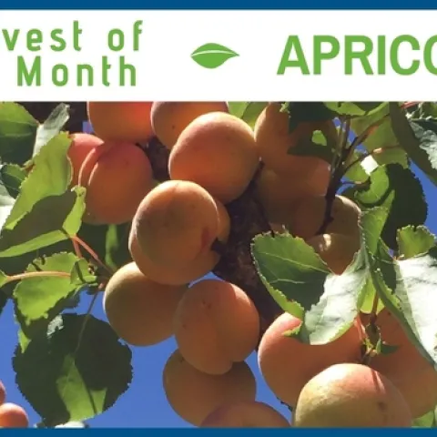 Apricots May