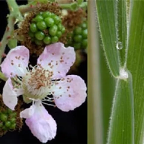 Weed Management for Small Acreages workshop header