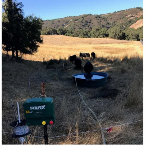 Cattle with portable water source