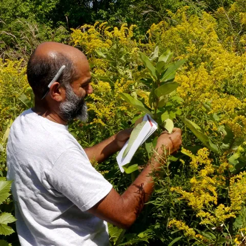 Cornell University Professor Anurag Agrawal collecting milkweed data in Ithaca. He was just elected to the National Academy of Sciences. (Photo courtesy of Cornell)