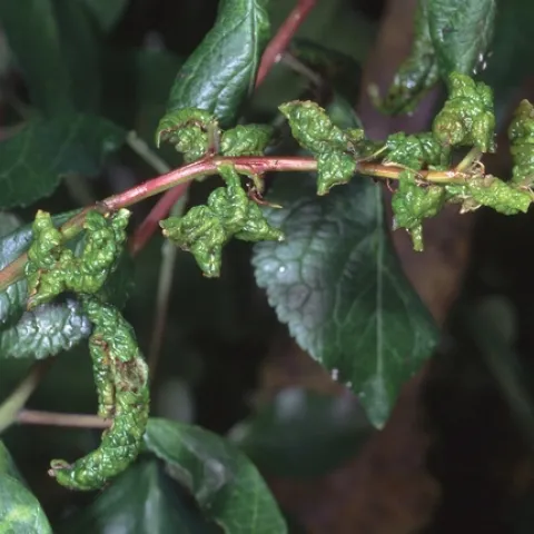 Damage caused by plum leaf curl aphid, Jack Kelly Clark, UC IPM
