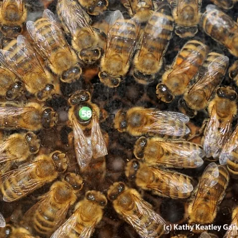 A queen bee (No. 58) and her retinue. This image is from Susan Cobey's colony.(Photo by Kathy Keatley Garvey)