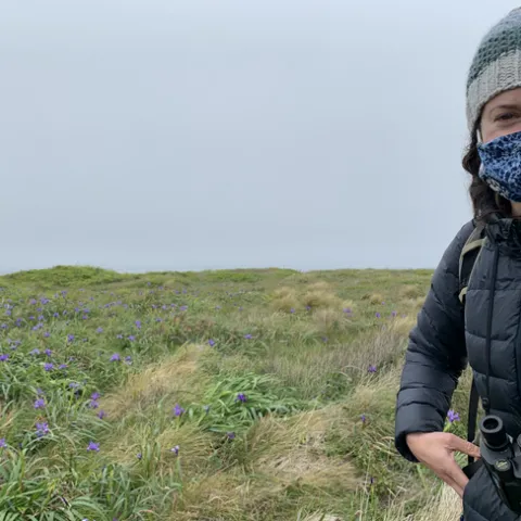 A field of iris (Iris douglasiana) at Point Reyes National Seashore