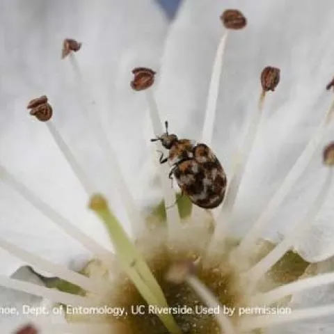 Speckled carpet beetle on a white flower. (photo by Dong Hwan-Choe)