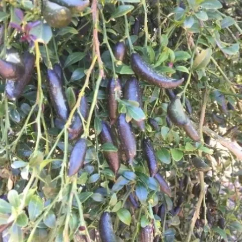 finger lime plant