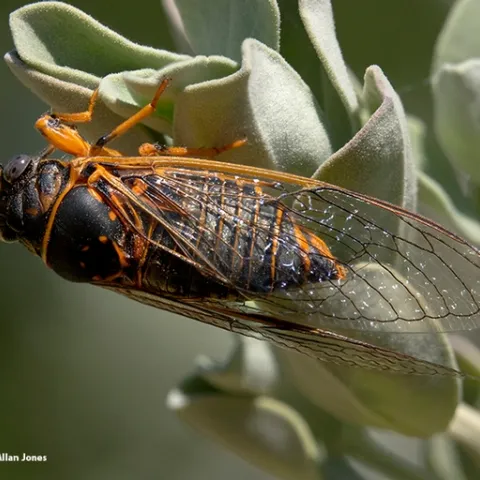 Photographer Allan Jones found this cicada in the Ruth Risdon Storer Garden of the UC Davis Arboretum and Public Garden several years ago. It appears to be a Okanagana arboraria, according to Louie Yang of the UC Davis Department of Entomology and Nematology faculty. (Photo by Allan Jones)