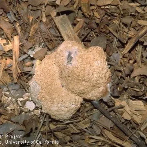 Sporangium of the dog vomit fungus slime mold. Photo by Jack Kelly Clark.