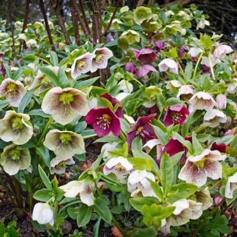 Hellebores. (thetimes.co.uk)