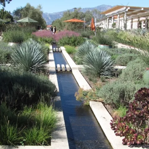 Huntington Gardens in San Marino, California, provides an example of an attractive, low water use landscape. Photo by John Karlik.