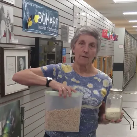 UC Davis professor Lynn Kimsey, director of the Bohart Museum of Entomology, shows how flour and cereal should be stored. (Screen shot from her presentation on YouTube.)