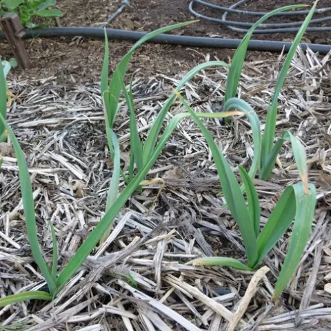 Straw mulch on growing garlic, Jeanette Alosi