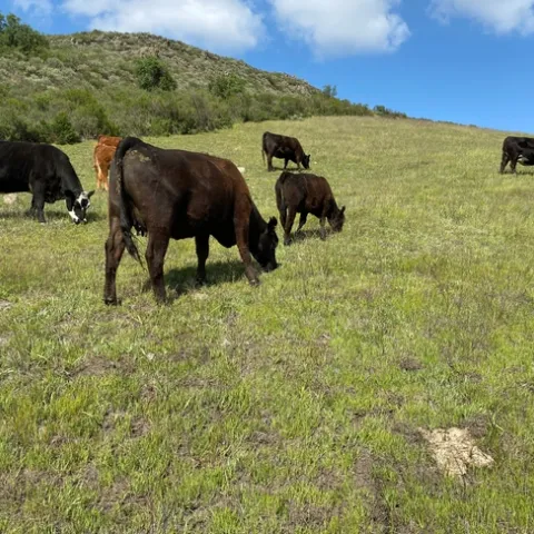 Black and brown cows graze on a green grass hillside under blue skies.