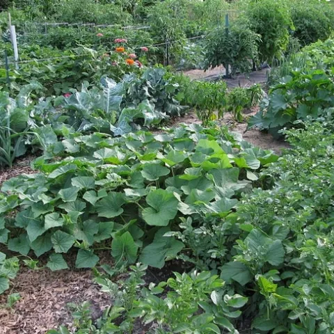 Vegetable garden with squash, potatoes, and greens.
