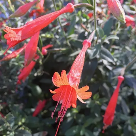 This is the California fuchsia, Epilobium canum, from the UC Davis Arboretum and Public Garden. UC Davis community ecologist Rachel Vannette isolated a new species of bacteria from this plant. (Photo by Rachel Vannette)