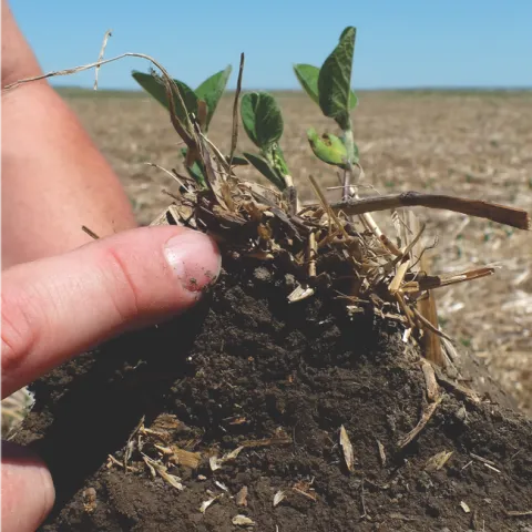 Dakota Lakes Research Farm is a great example of managing the fields for the soil. In this cropland, it has taken 22 years to get the soil back to this healthy condition and it still can get better. In a short time, tillage destroys the health of soil–it takes a long time to rebuild.