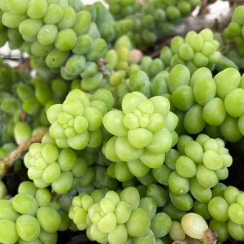 Photo by Alissa Bright