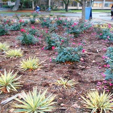 Irrigation scheduling can be used to reduce the amount of water needed to maintain a landscape. Photo by John Karlik.