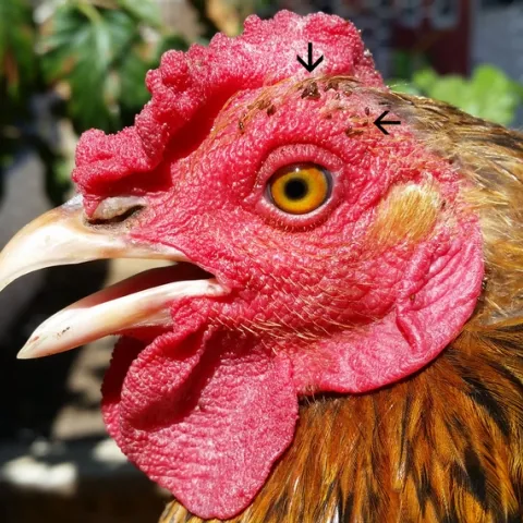 Chicken with stick tight fleas on the face.