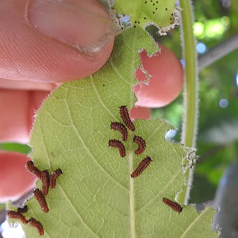 Tiny Pipevine Swallowtail caterpillars on their host plant, Dutchman's Pipe, at Vallejo's Loma Vista Farm. (Photo by Kathy Keatley Garvey)