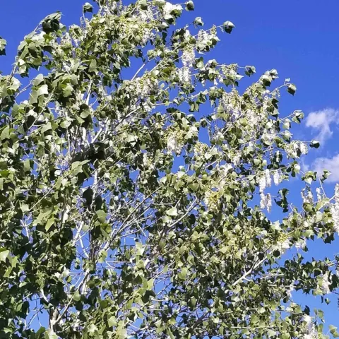 Cottonwwood and seeds pods, April Mangino
