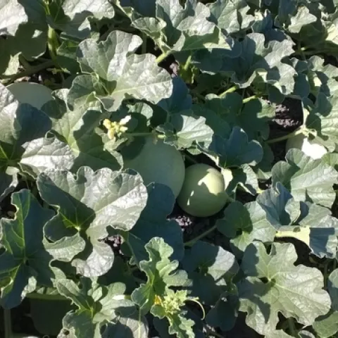 Cantaloupe, July 2017, Sutter County