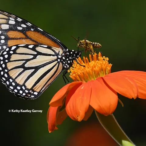A territorial bee, a male Melissodes agilis, confronts a monarch butterfly in a Vacaville, Calif. pollinator garden. The prize relinquished: a Mexican sunflower, Tithonia rotundifola. (Photo by Kathy Keatley Garvey)