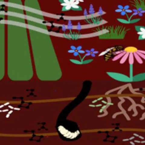 Pollination ecologist Alexander Harmon-Threatt focuses on the 80 percent of bees that nest underground.