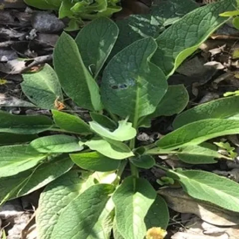 comfrey elvie deleon 2021