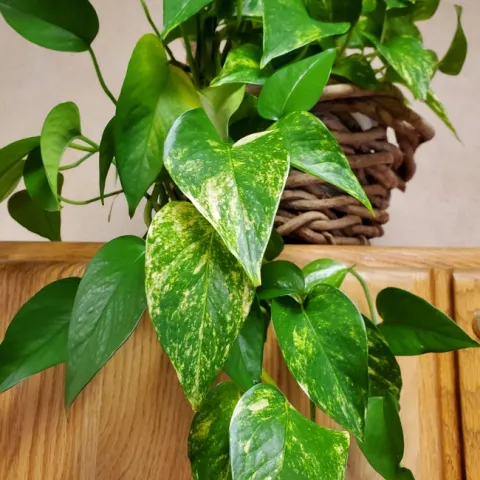 A golden pothos houseplant with leaves draping down a wood cabinet.