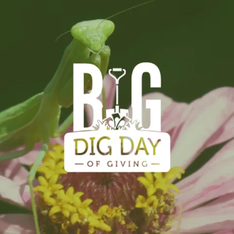 Green mantid straddling a flower with pink petals with white Big Dig Day of Giving logo