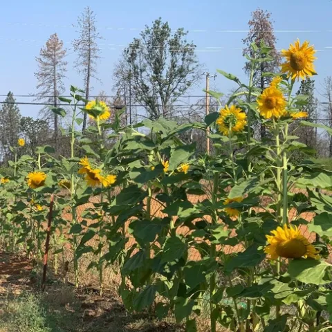 Allison's sunflowers in Paradise, Debi Durham