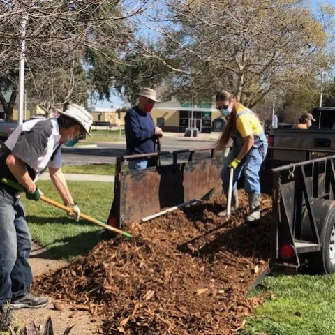 Three master gardeners putting mulch from a truck bed into the landscape.