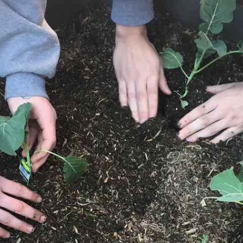 Two pairs of hands plant seedlings into soil in a raised garden bed.