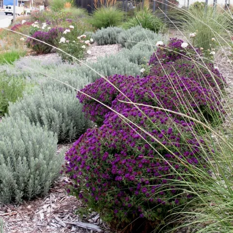 Colorful plants in a row.