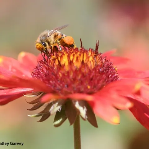 Peek-a-bee! A honey bee, blanketed with pollen, forages on a blanket flower, Gaillardia. (Photo by Kathy Keatley Garvey)