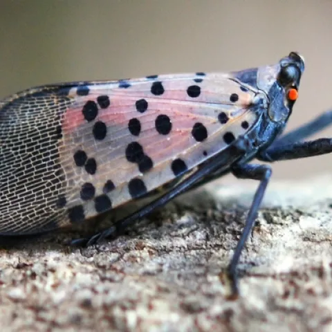 Adult insect with pinkish wings that have black patterning and dots resting on bark.