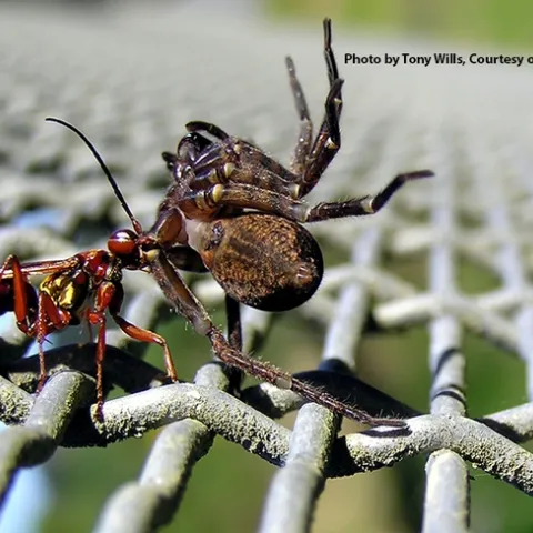 Female golden hunting wasp dragging a paralyzed spider to its nest. (Photo by Tony Wills, courtesy of Wikipedia)