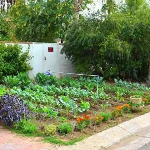 There.s still time to start or add to your Vegetable garden. (birdsandblooms.com)
