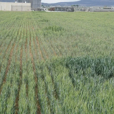 Irregular crop growth and sprinkler patterns are common throughout the basin this year.