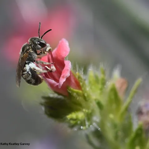 A sweat bee, Halictus tripartitus, nectaring on a tower of jewels (Echium wildpretii) in Vacaville, Calif. (Photo by Kathy Keatley Garvey)