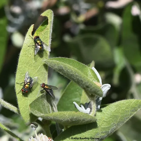 It's Friday Fly Day, so how about three green bottle flies on a catmint leaf? Imsge taken in Vacaville. (Photo by Kathy Keatley Garvey)