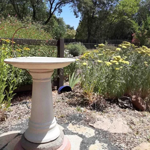 Keep birdbaths clean, Laura Lukes