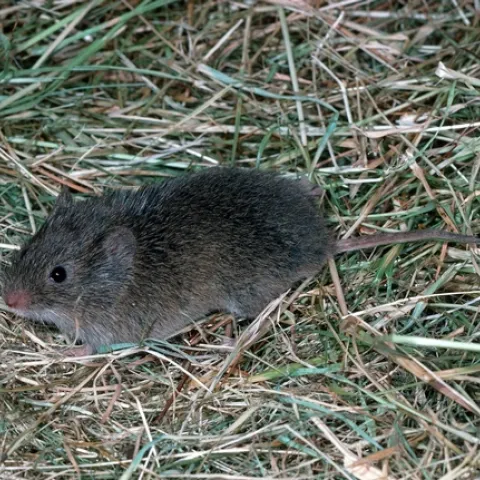 meadow mouse
