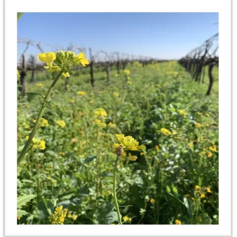 Figure 1: Happy bees and the cover crops. Photo by Samikshya Budhathoki.
