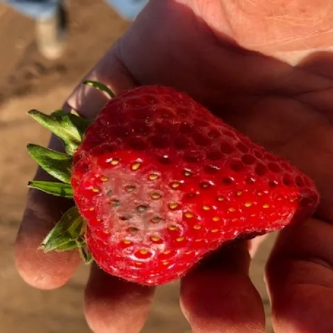 Discolored fruit - area is fairly hard and dryed out.