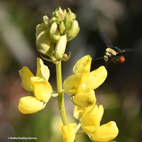Packing red pollen from lupine, Lupinus arboreus, a yellow-faced bumble bee, Bombus vosnesenskii, heads toward more blossoms at Doran Regional Park, Bodega Bay. (Photo by Kathy Keatley Garvey)